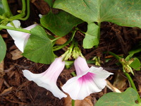 Ipomoea batatas