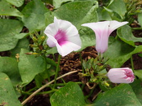 Ipomoea batatas