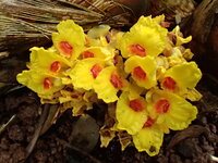 Etlingera fimbriobracteata