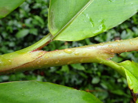 Etlingera fimbriobracteata