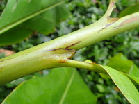 Etlingera fimbriobracteata