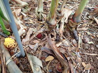 Etlingera fimbriobracteata