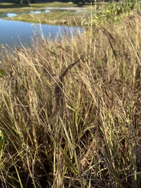 Heteropogon contortus