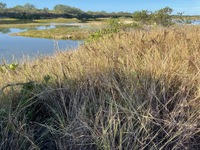 Heteropogon contortus