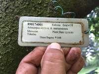 Artocarpus altilis x mariannensis 'Ulu afa'