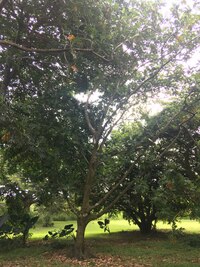 Artocarpus altilis x mariannensis 'Ulu afa'