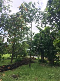 Artocarpus altilis x mariannensis 'Luthar'