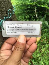 Artocarpus altilis x mariannensis 'Ulu Afa Hamoa'