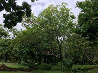Artocarpus altilis x mariannensis 'Ulu Afa Hamoa'