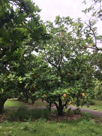 Artocarpus altilis x mariannensis 'Mei 1'