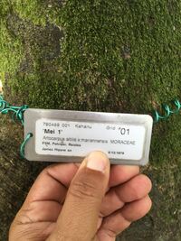 Artocarpus altilis x mariannensis 'Mei 1'