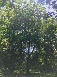 Artocarpus altilis x mariannensis 'Ulu Hamoa'