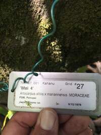 Artocarpus altilis x mariannensis 'Mei 4'