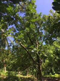 Artocarpus altilis x mariannensis 'Mei 4'