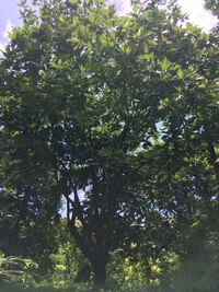 Artocarpus altilis x mariannensis 'Ulu Afa Hamoa'