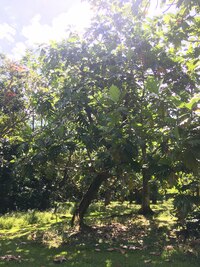 Artocarpus altilis x mariannensis 'Faine'