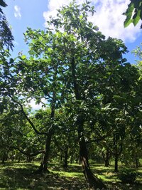 Artocarpus altilis x mariannensis 'Faine'