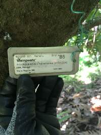 Artocarpus altilis x mariannensis 'Meinpwahr'