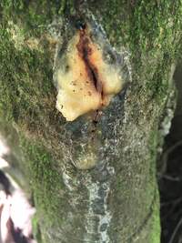 Artocarpus altilis x mariannensis 'Meinpwahr'