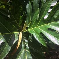 Artocarpus altilis x mariannensis 'Meinpwahr'