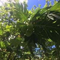 Artocarpus altilis x mariannensis 'Meinpwahr'