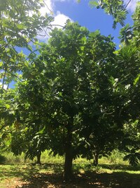 Artocarpus altilis x mariannensis 'Meinpwahr'