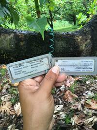 Artocarpus altilis x mariannensis 'Meinpohnsakar'