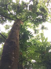 Artocarpus altilis x mariannensis 'Meinpohnsakar'