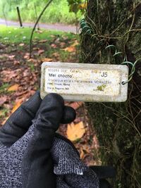 Artocarpus altilis x mariannensis 'Mei chocho'