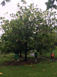 Artocarpus altilis x mariannensis 'Mei chocho'