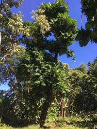 Artocarpus altilis x mariannensis 'Nahnmwal'