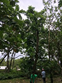 Artocarpus altilis x mariannensis 'Nahnmwal'