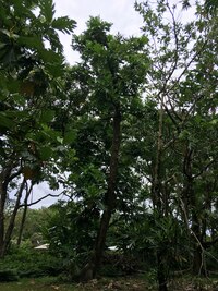 Artocarpus altilis x mariannensis 'Nahnmwal'