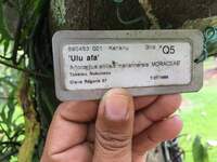 Artocarpus altilis x mariannensis 'Ulu afa'