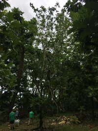 Artocarpus altilis x mariannensis 'Mei koeng'