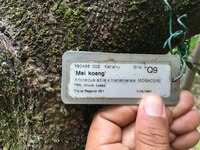 Artocarpus altilis x mariannensis 'Mei koeng'