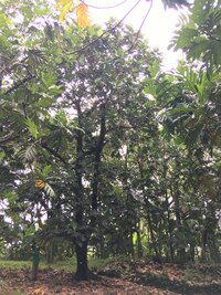 Artocarpus altilis x mariannensis 'Sewan'