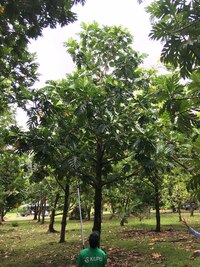 Artocarpus altilis x mariannensis 'Errud'