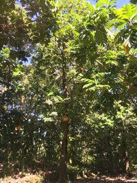 Artocarpus altilis x mariannensis 'Lemai'