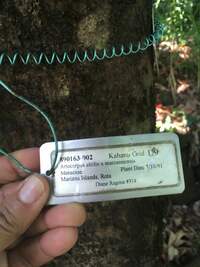 Artocarpus altilis x mariannensis 'Lemai'