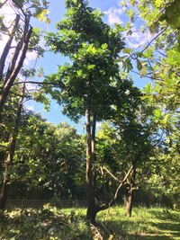 Artocarpus altilis x mariannensis 'Te bukiraro'