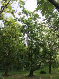 Artocarpus altilis x mariannensis 'Te bukiraro'
