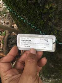 Artocarpus altilis x mariannensis 'Meinpwuht'