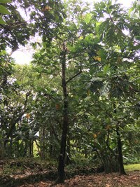 Artocarpus altilis x mariannensis 'Meinpwuht'
