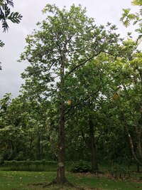 Artocarpus altilis x mariannensis 'Lemai'