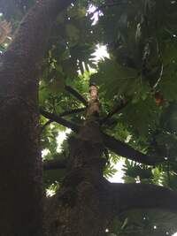 Artocarpus altilis x mariannensis 'Ulu Elise'