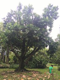 Artocarpus altilis x mariannensis 'Ulu Elise'
