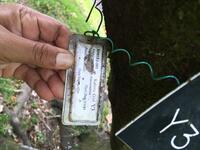 Artocarpus altilis x mariannensis 'Midolab'