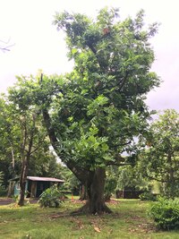 Artocarpus altilis x mariannensis 'Midolab'