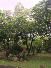 Artocarpus altilis x mariannensis 'Mei koeng'